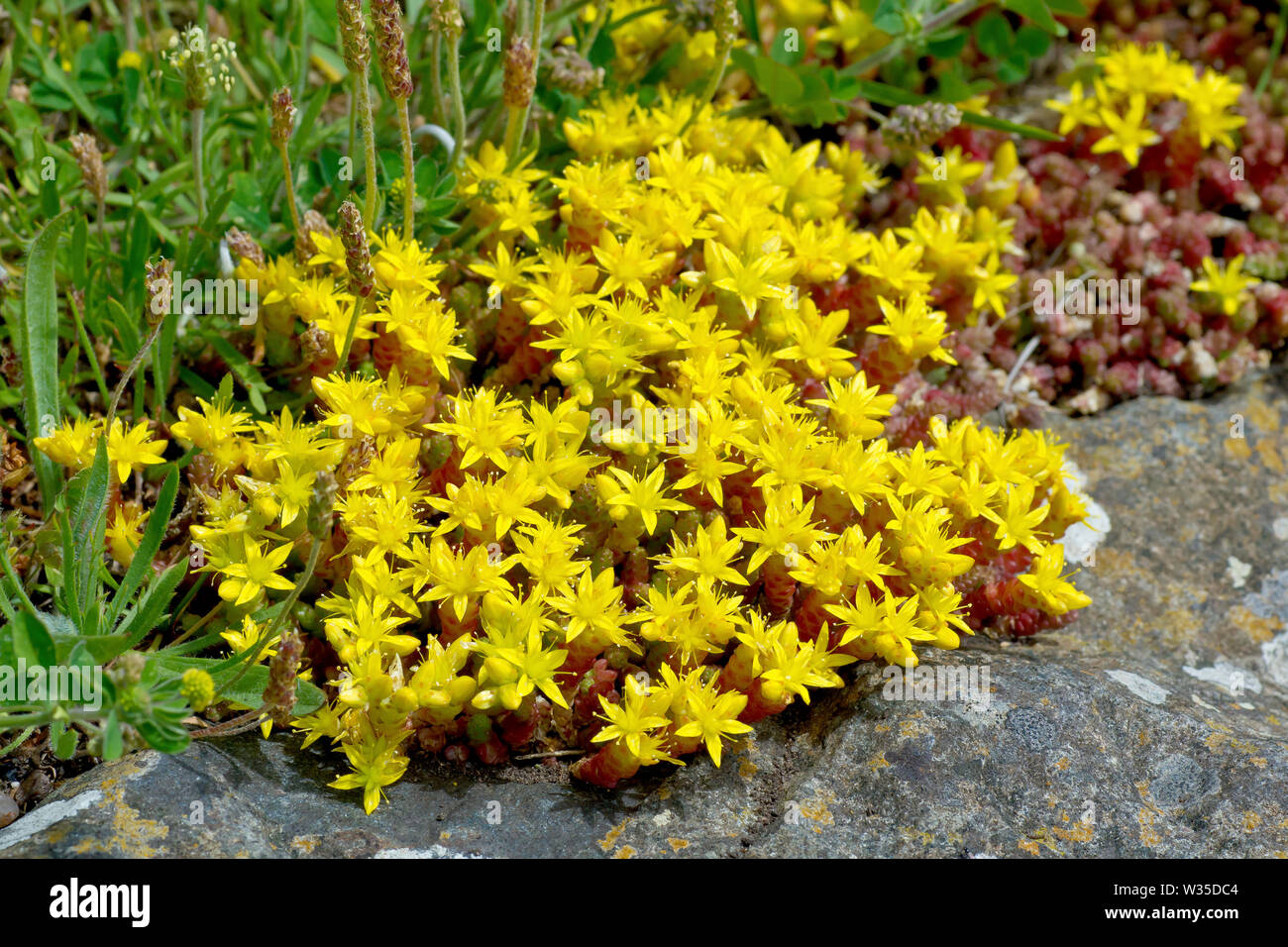 Biting Stonecrop Or Wallpepper Sedum Acre Close Up Of A Mat Of Flowers Creeping Across A Rocky Surface Stock Photo Alamy