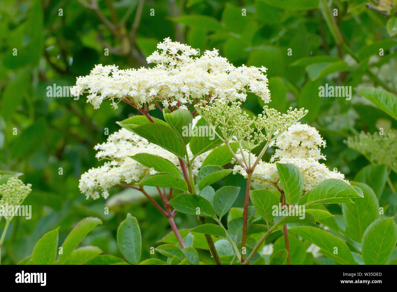 Elder, Elderflower or Elderberry (sambucus nigra), close up showing the flowers and leaves of