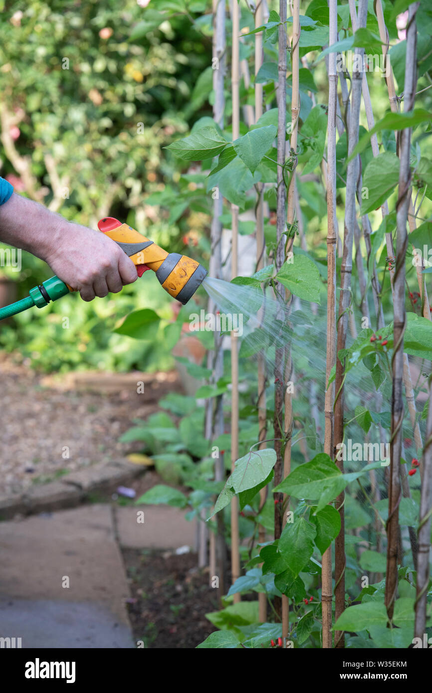 Watering runner beans with a hosepipe in a vegetable garden Stock Photo