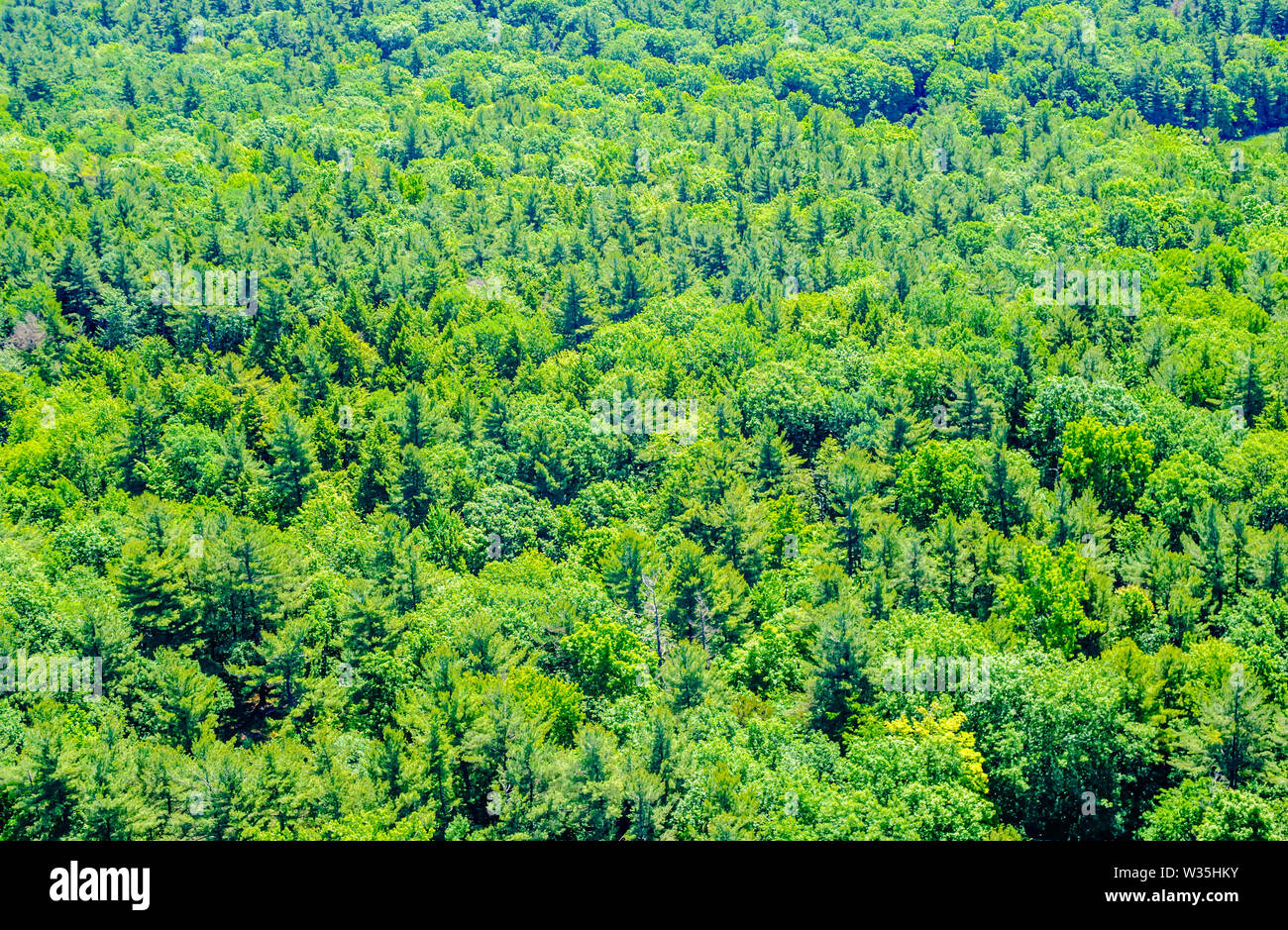 Lush green forest hi-res stock photography and images - Alamy