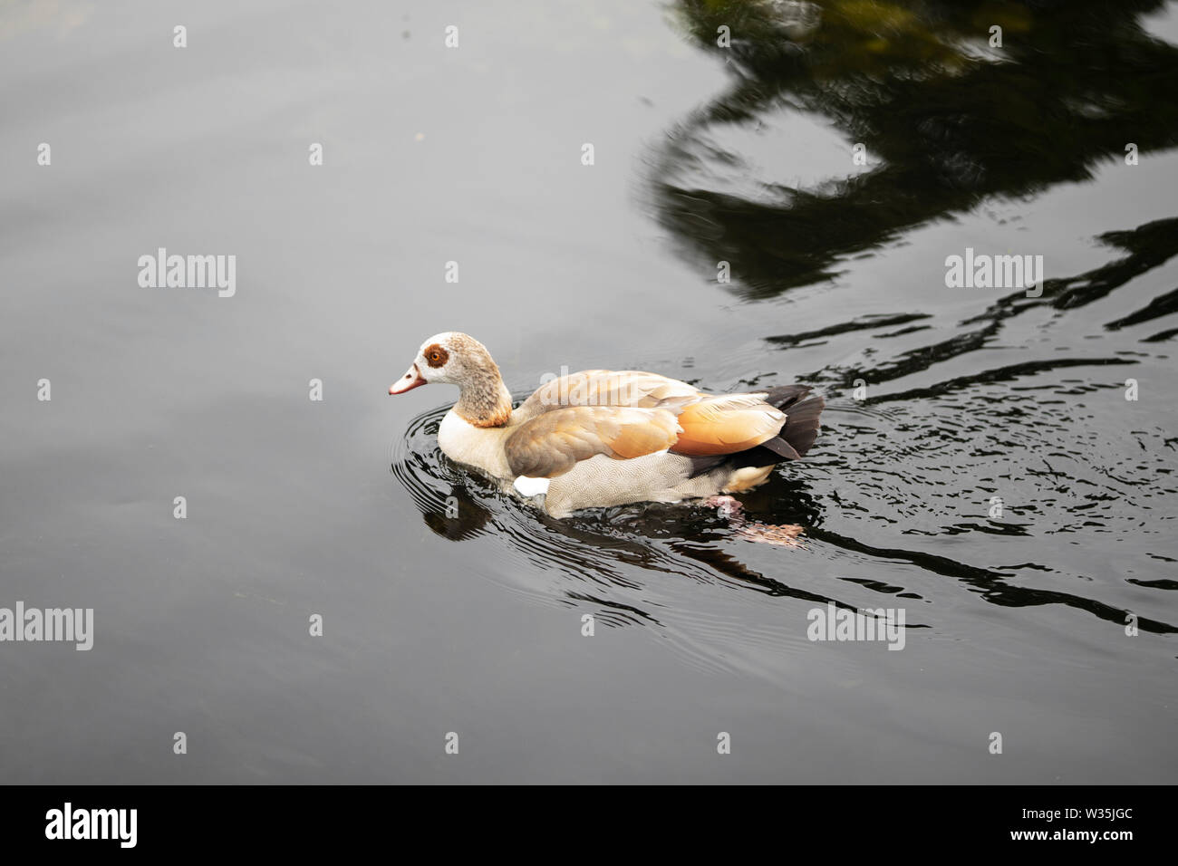 An Egyptian goose (Alopochen aegyptiaca) swimming in Wallanlagen park in Bremen, Germany. Stock Photo