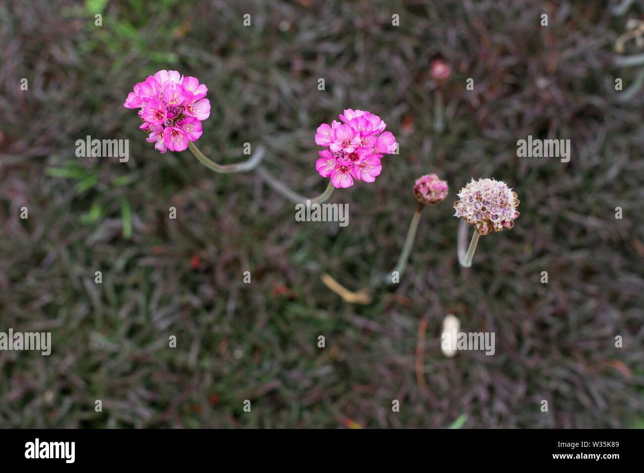 Armeria maritima 'Rubrifolia'  flowers. Stock Photo