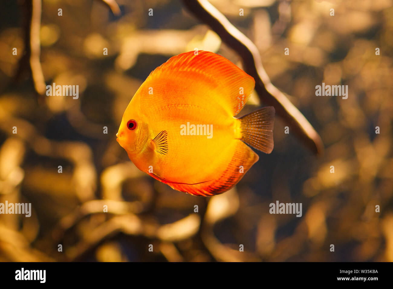 Beautiful red discus swimming in an aquarium close-up. Stock Photo