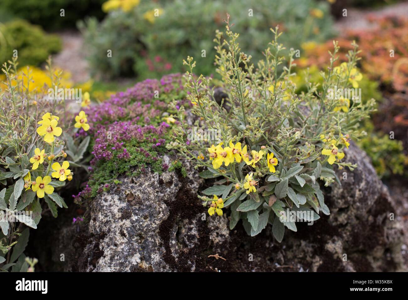 Verbascum 'Letitia' flowering plant. Stock Photo