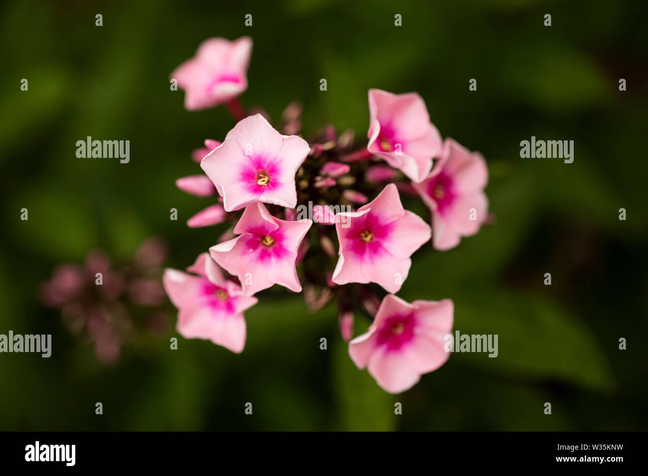 Phlox paniculata, in the variety Bright Eyes, blooming with its pink flowers in the summer. Stock Photo