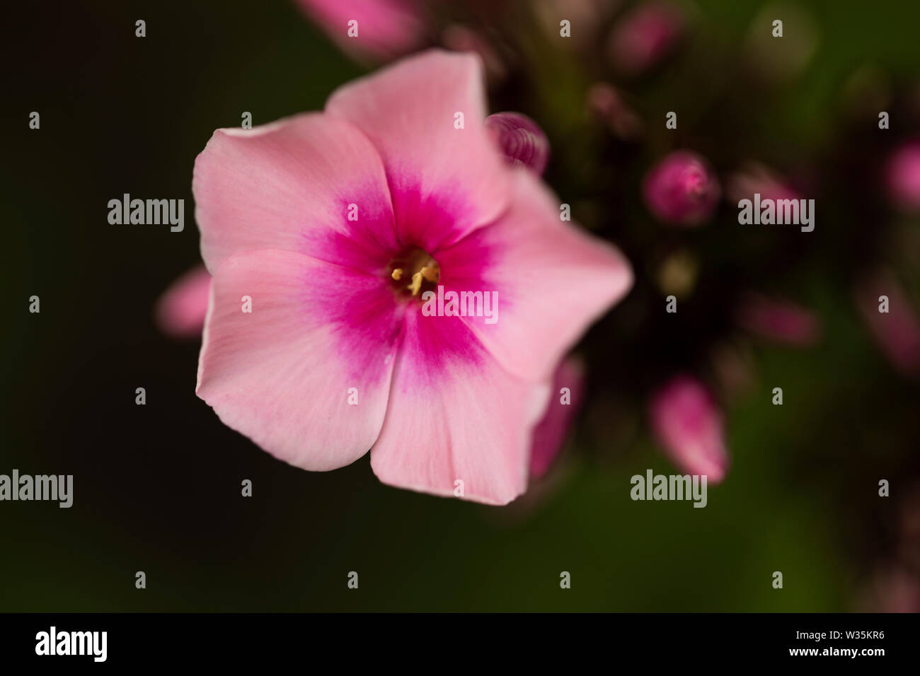 A single bloom of phlox paniculata, in the variety Bright Eyes, flowering in the summer. Stock Photo