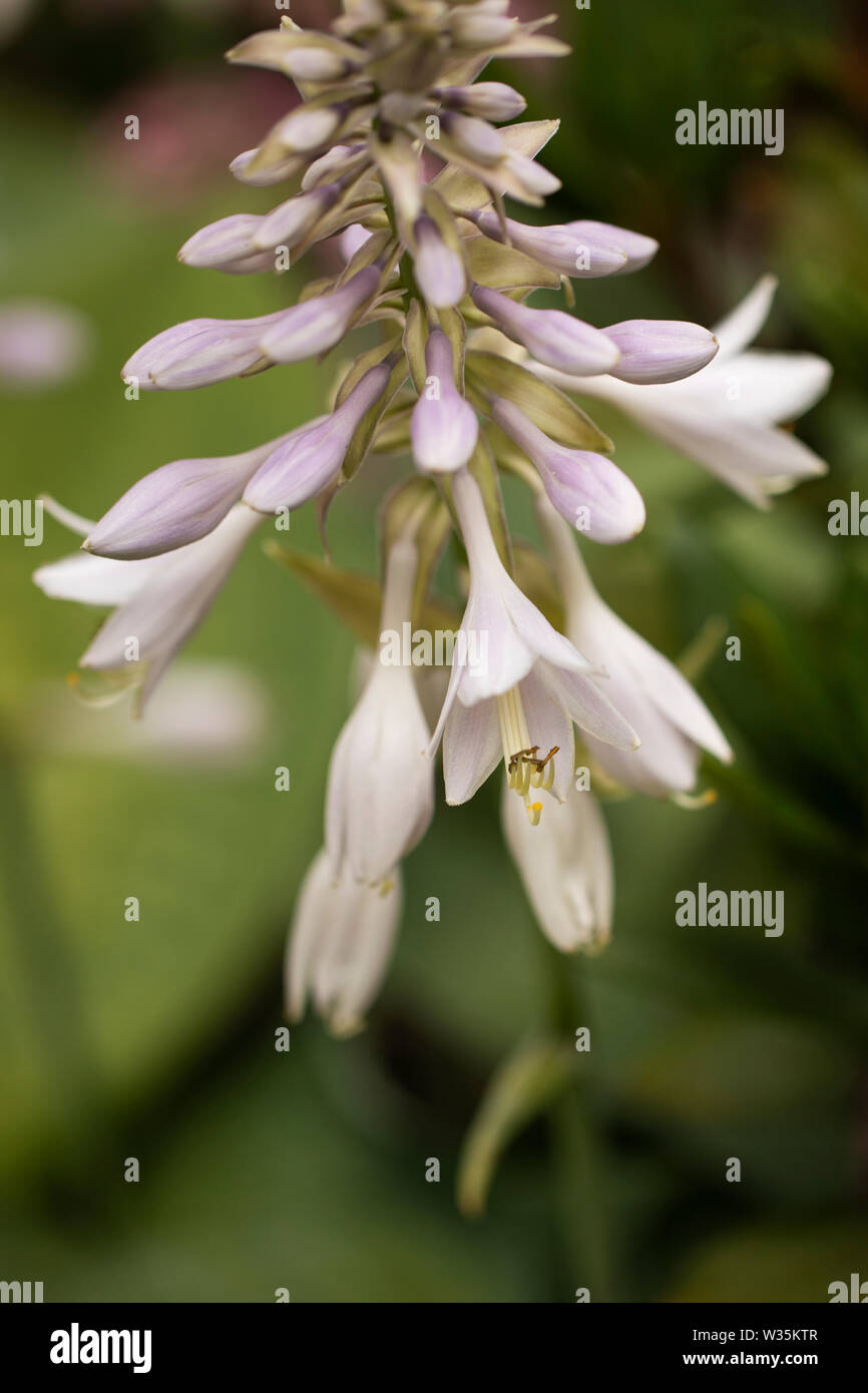 Hosta sieboldiana, in the variety Blue Angel, with flowers blooming in the summer. Hosta is also known as plantain lily. Stock Photo