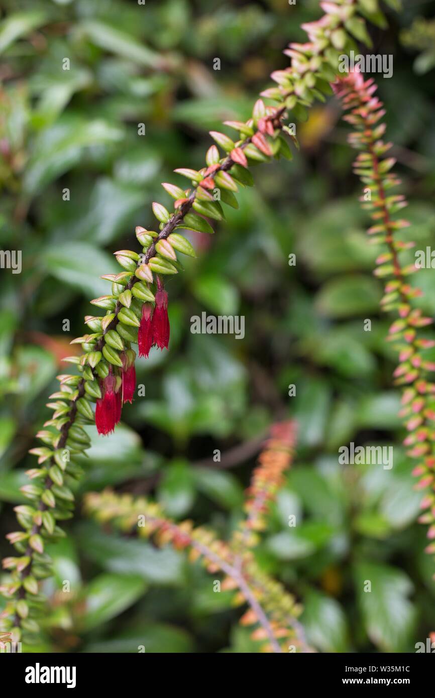 Agapetes serpens plant, close up. Stock Photo