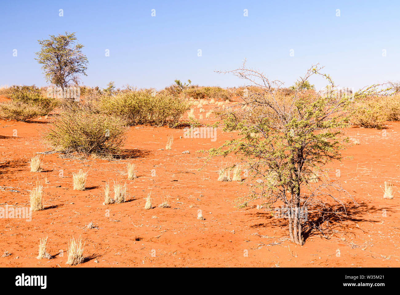 Dry grass with small trees and shrubs in the Kalahari Desert, Namibia Stock Photo Alamy