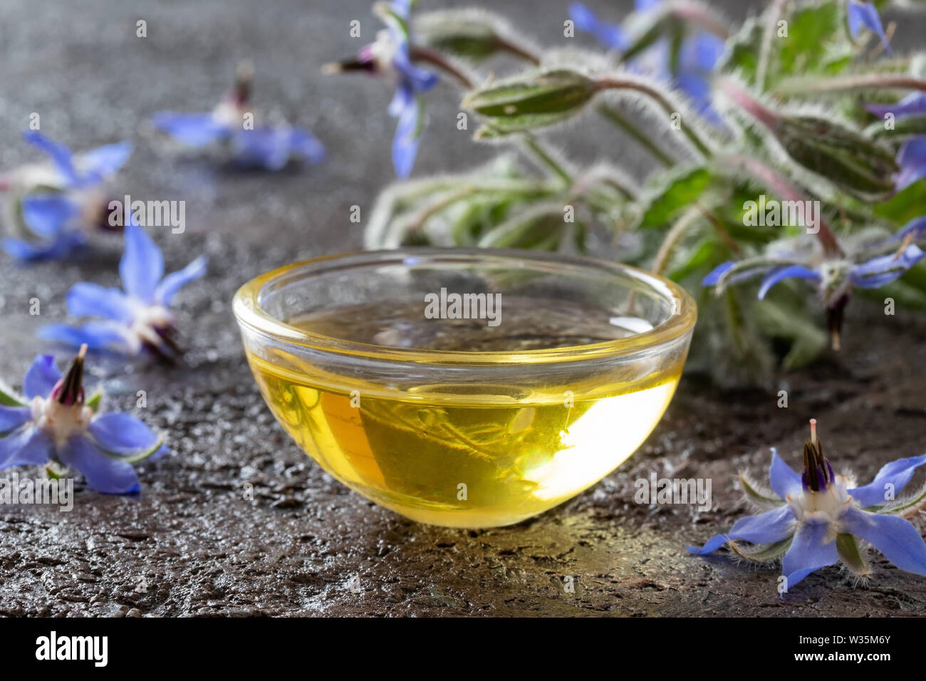A bowl of borage oil with blooming plant on a dark background Stock Photo