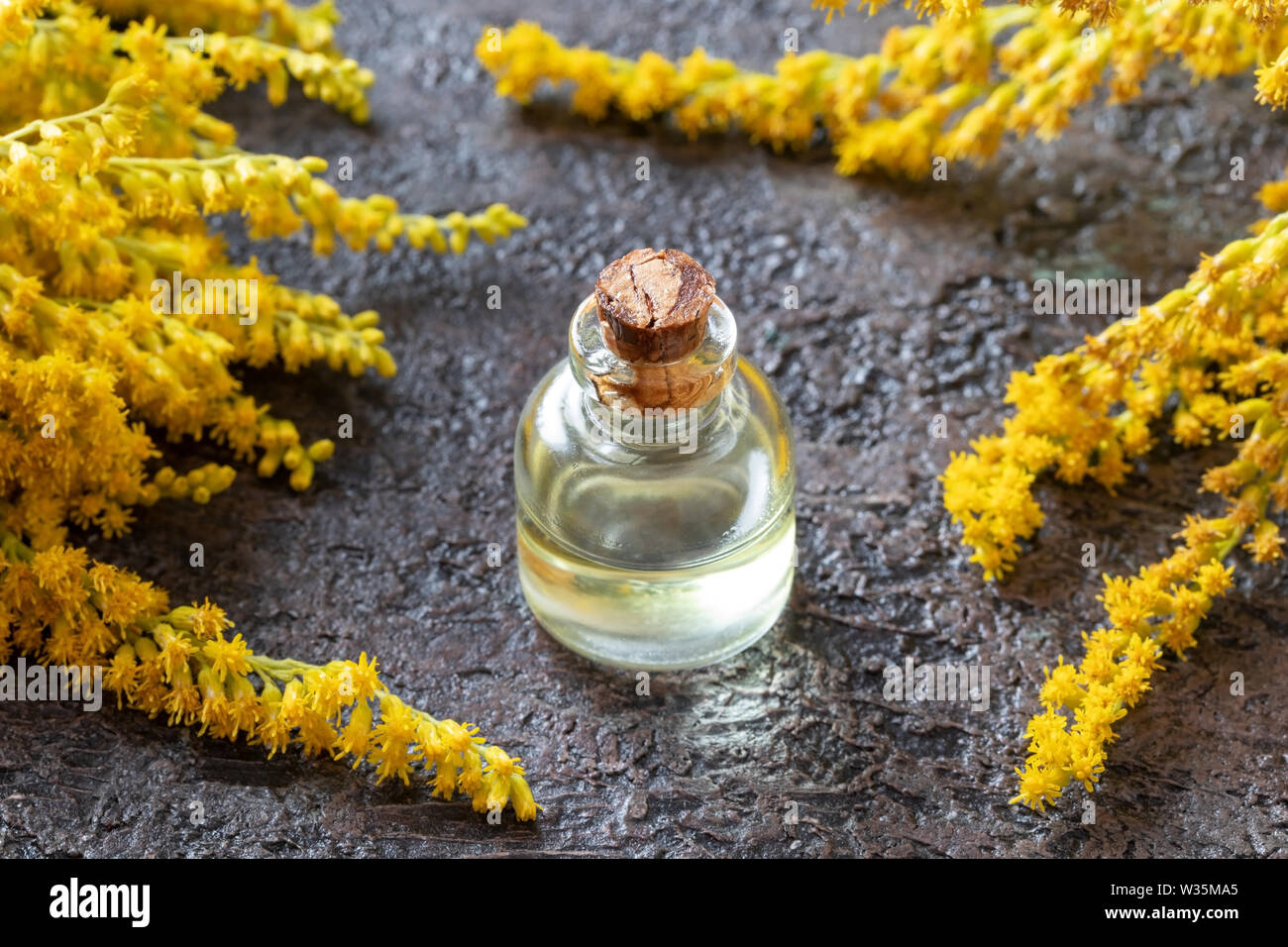 A bottle of Canadian goldenrod essential oil with fresh Solidago canadensis plant Stock Photo