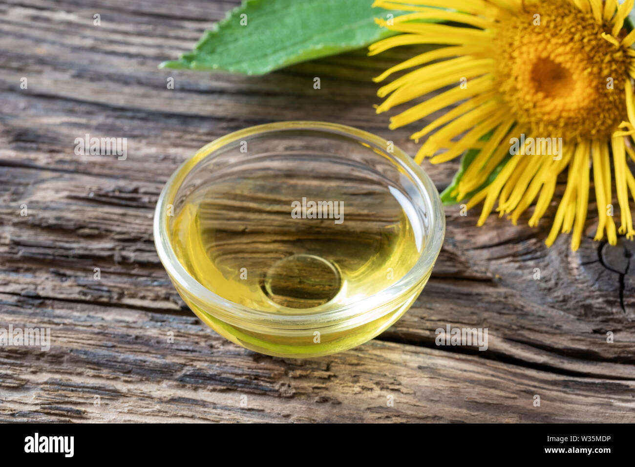 A bowl of Canadian goldenrod essential oil with fresh Solidago canadensis flowers Stock Photo