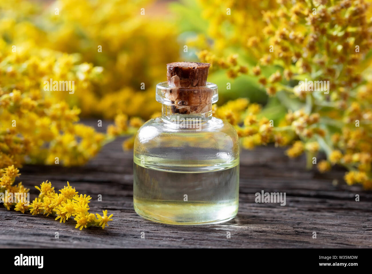 A bottle of Canadian goldenrod essential oil with fresh Solidago canadensis flowers Stock Photo