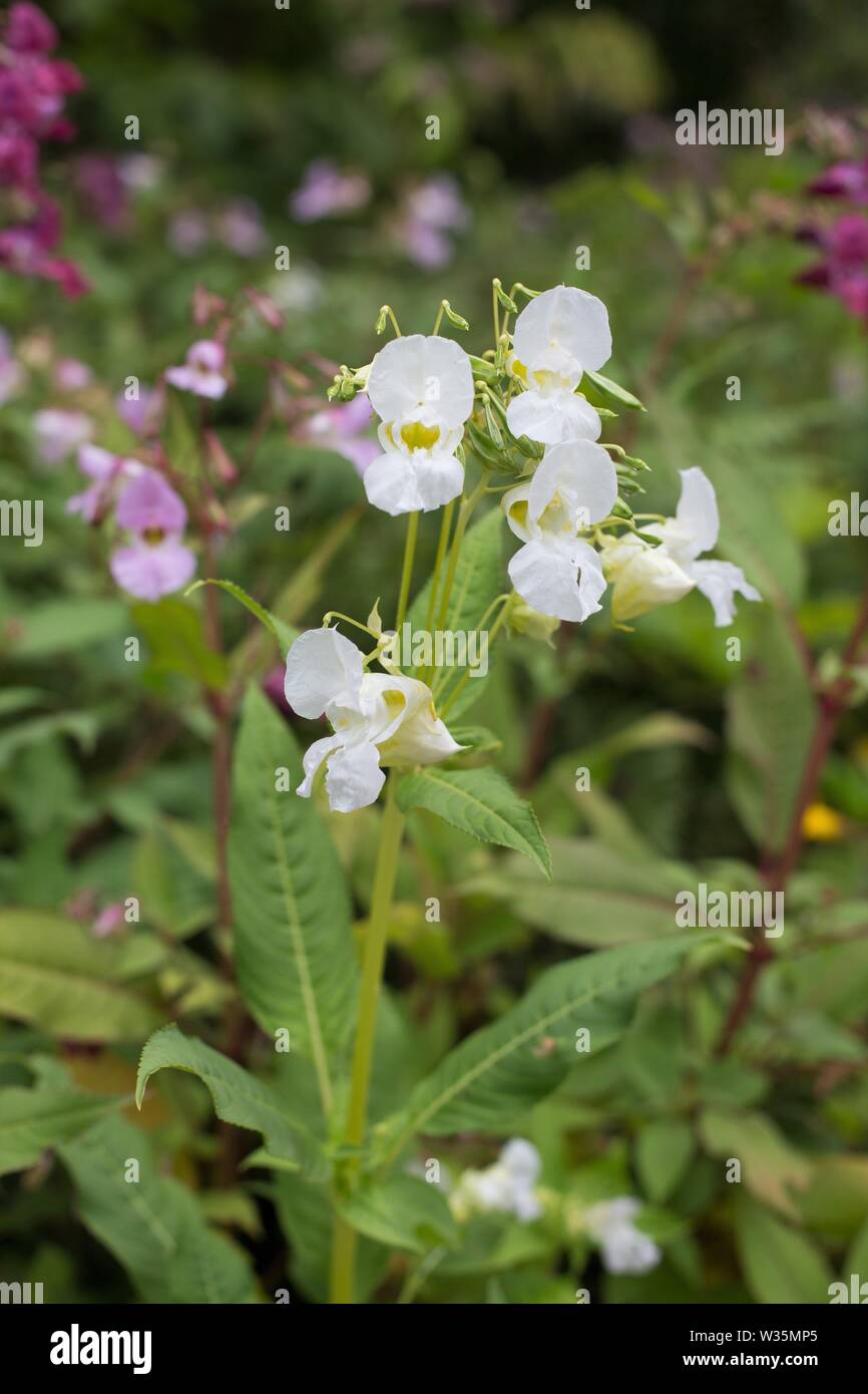 Impatiens glandulifera 'Himalayan Balsam' flowers. Stock Photo