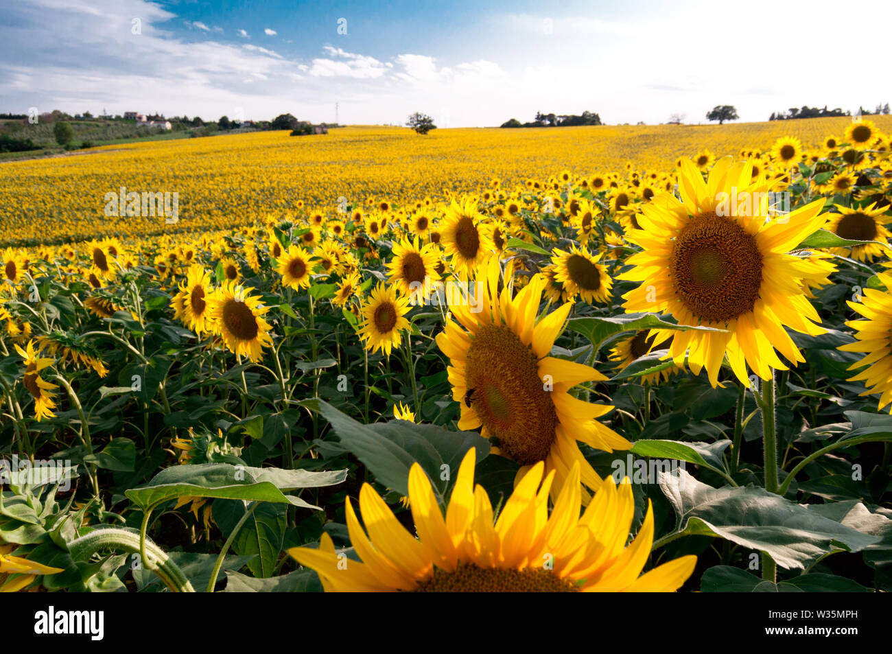 field of golden sunflowers under a blue sky and white clouds Stock ...