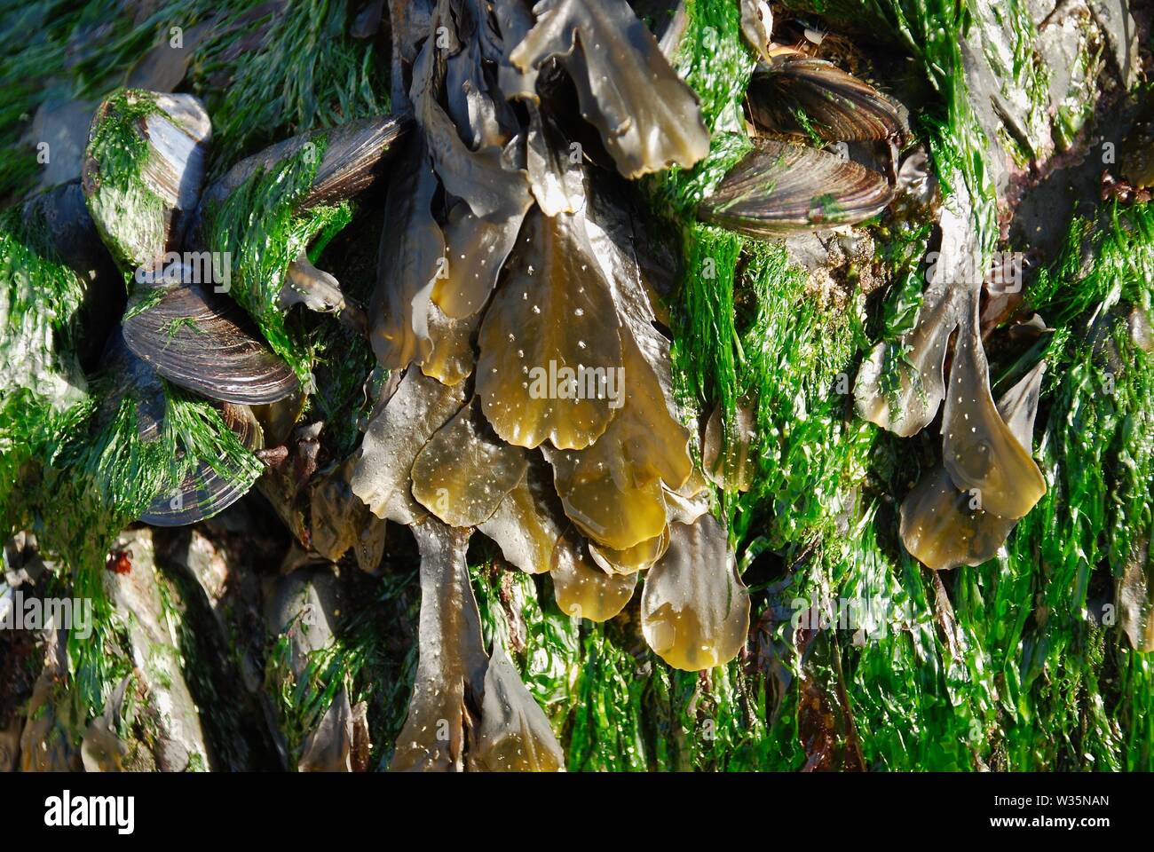 Seaweed and mussels exposed at low tide Stock Photo Alamy