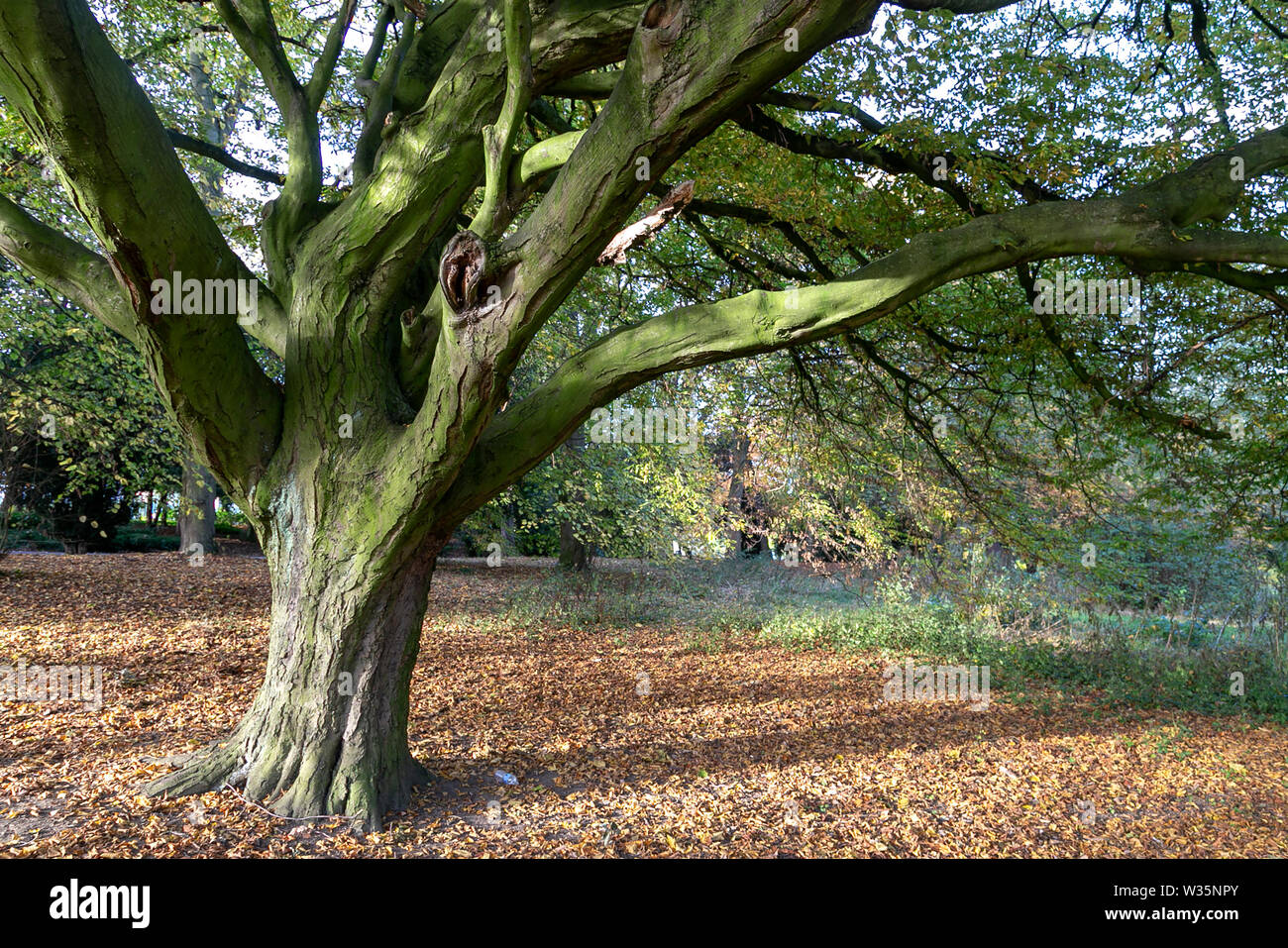John Ropner Trees in ropner park hi-res stock photography and images - Alamy