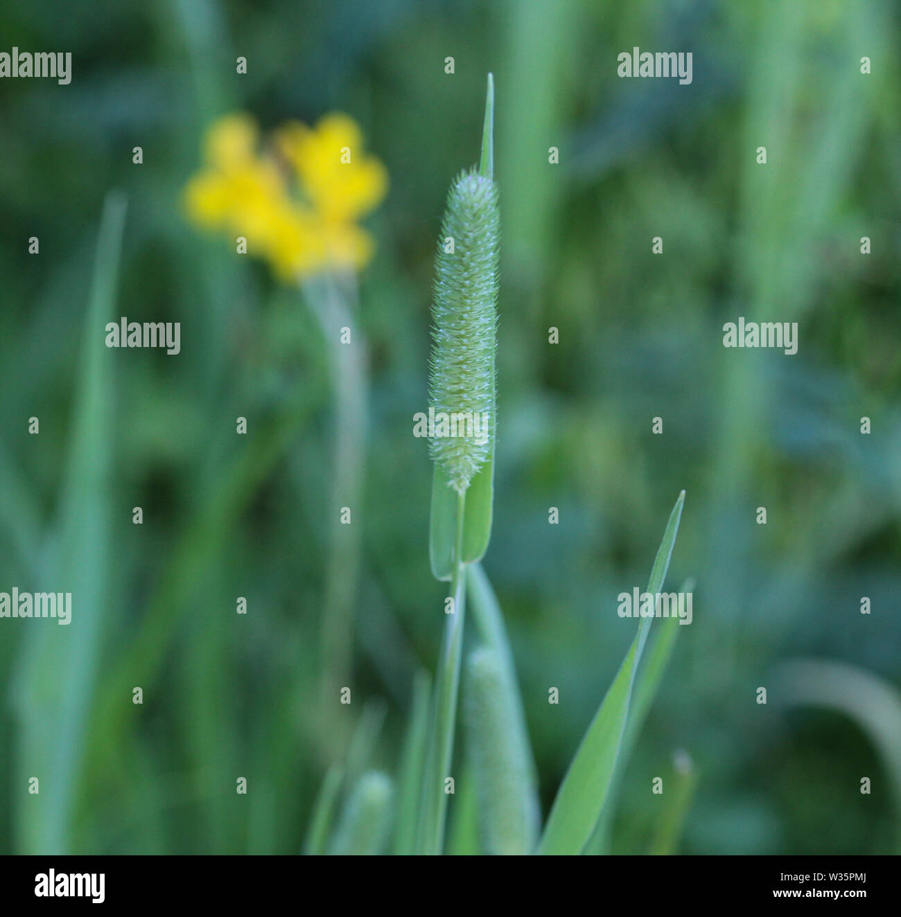 Close up of Timothy grass (Phleum pratense) on meadow field Stock Photo