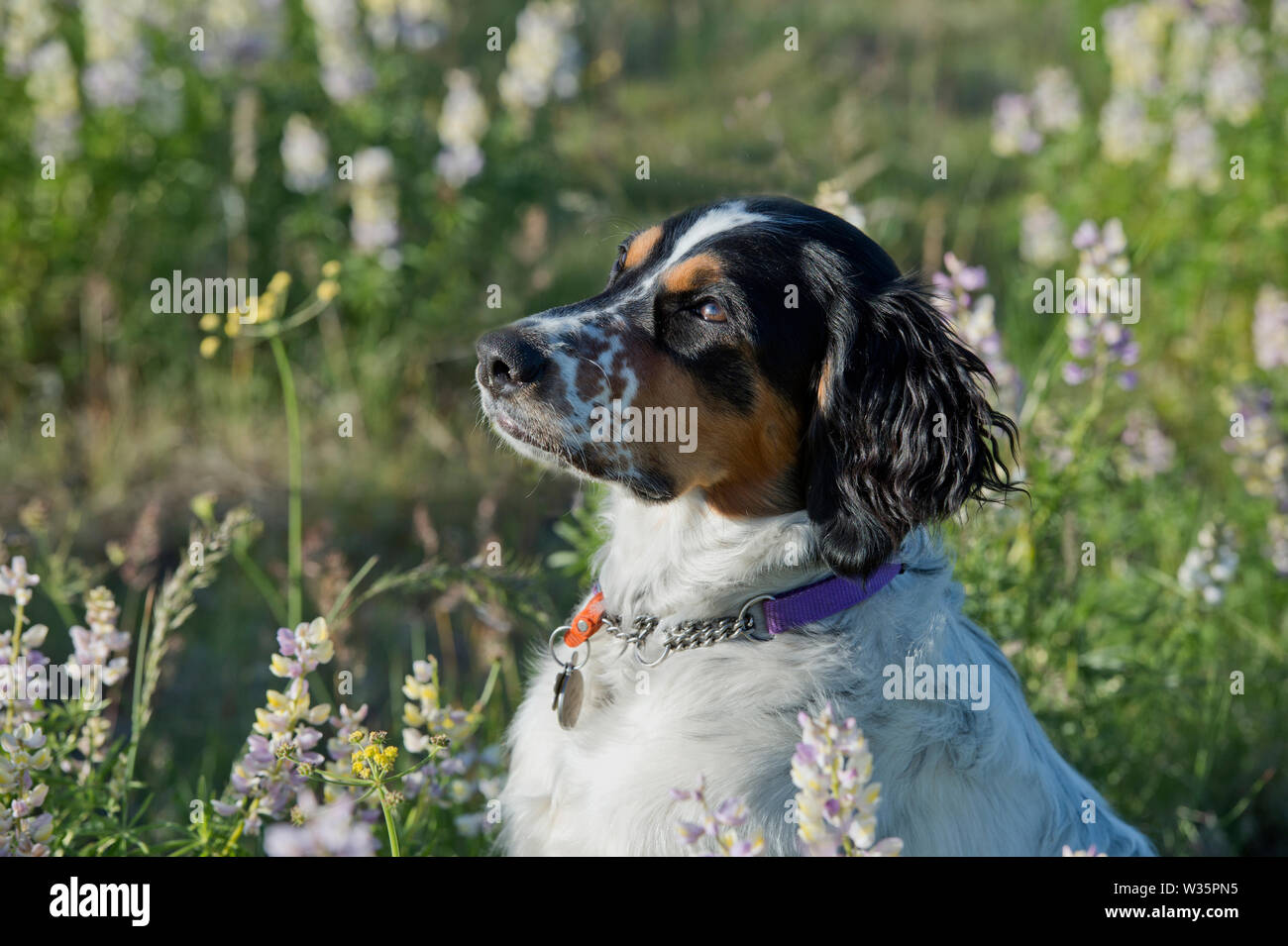 Six-month-old English setter sitting in a patch of lupine Stock Photo