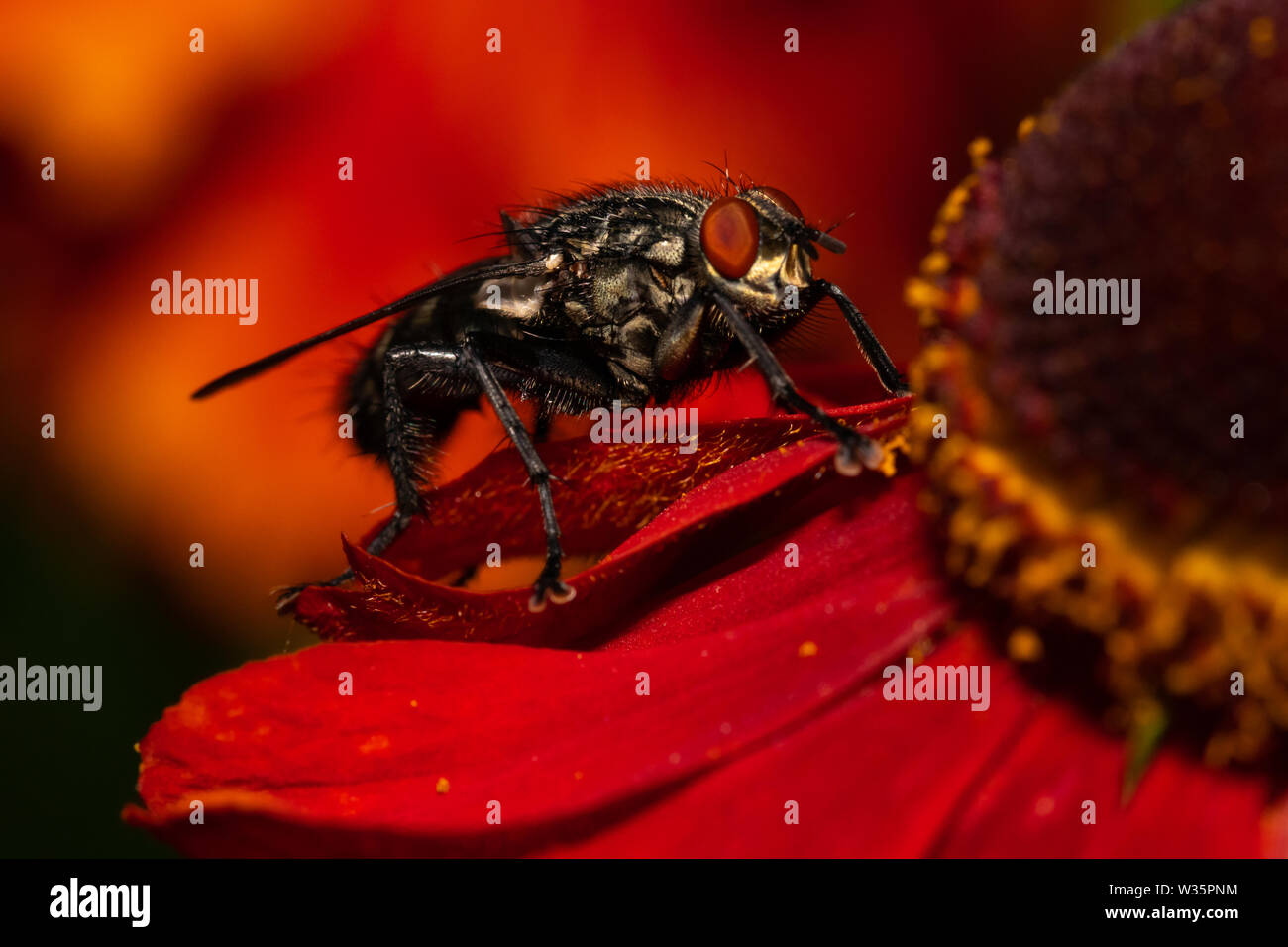 common house fly macro image on a red flower Stock Photo