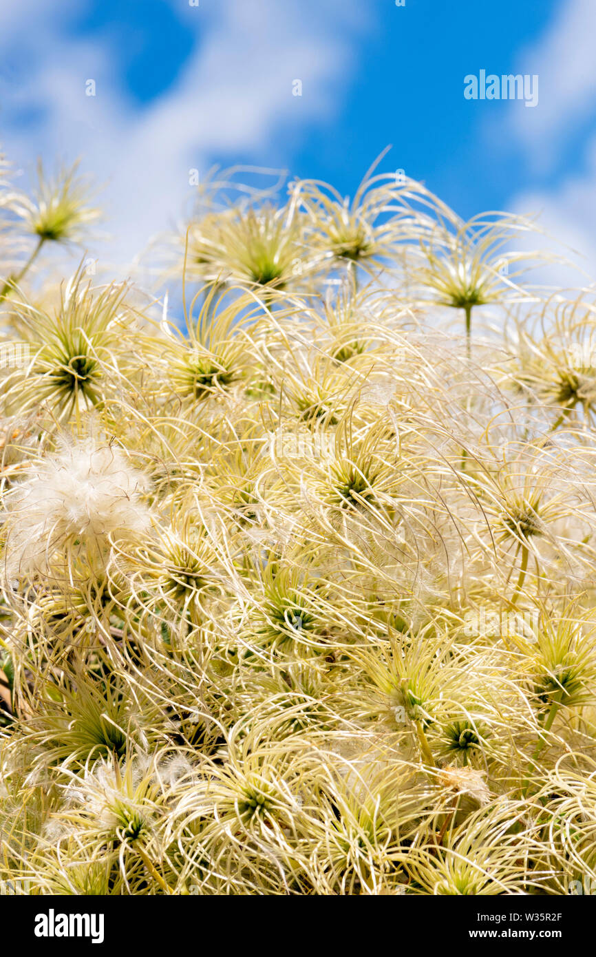 Decorative seed heads of Clematis 'early sensation' in a UK garden. Stock Photo