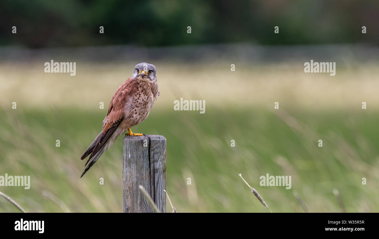 The male Kestrel on his watch to catch a new meal for his nestlings with a nice defocused field in the background Stock Photo