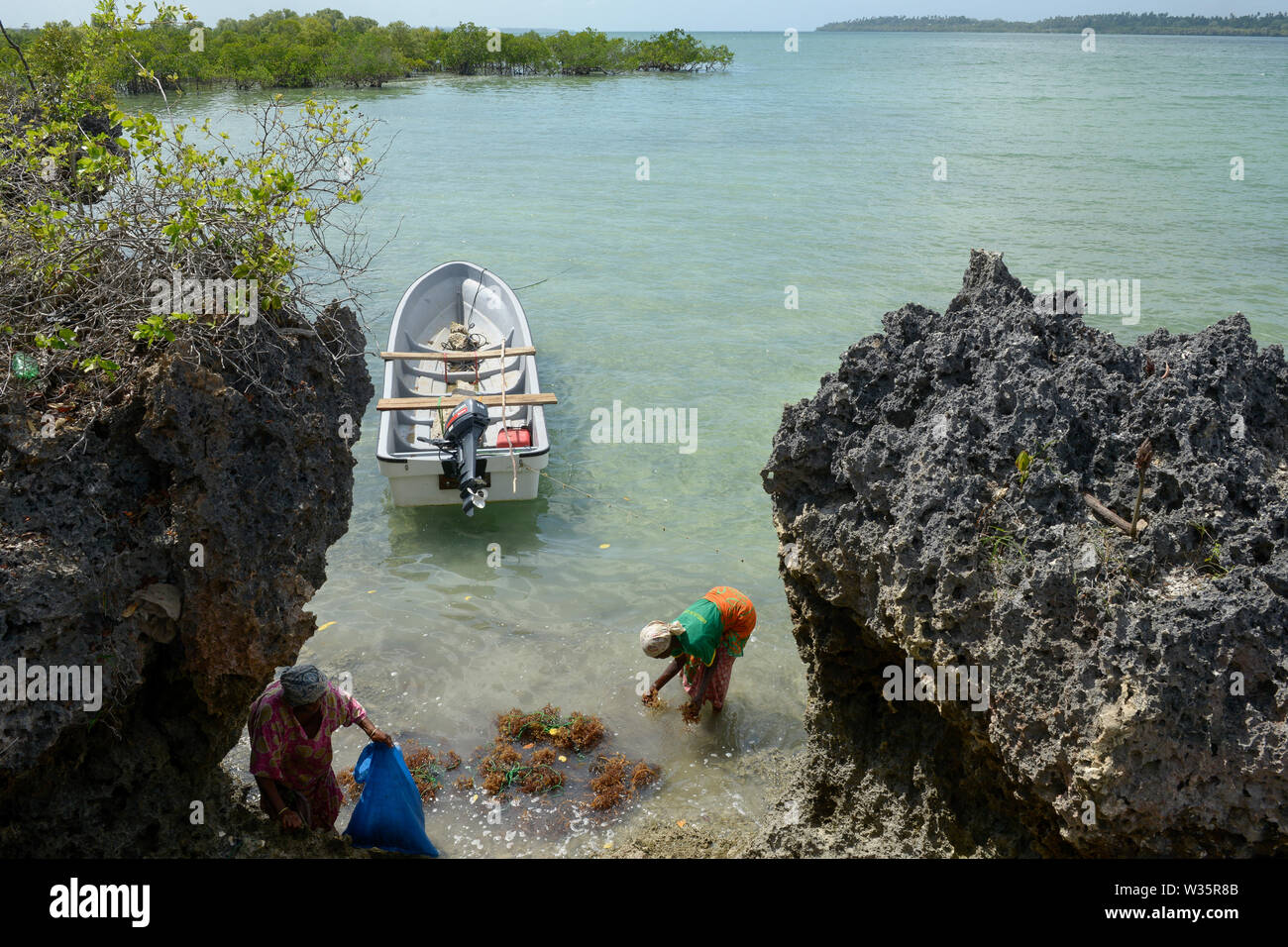 TANZANIA, Zanzibar, village Muungoni, due to climate change and rising water temperatures seaweed farmer have shifted to plant red algae farming in deep water, women prepare algae seedlings on ropes for planting Stock Photo