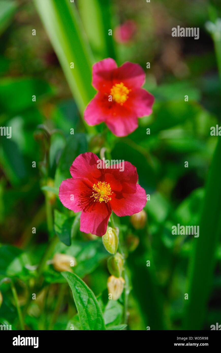 Pink and red helianthemum, also called rock rose or sun rose Stock Photo