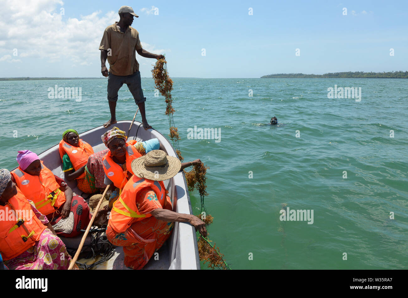TANZANIA, Zanzibar, village Muungoni, due to climate change and rising water temperatures seaweed farmer have shifted to plant red algae farming in deep water Stock Photo