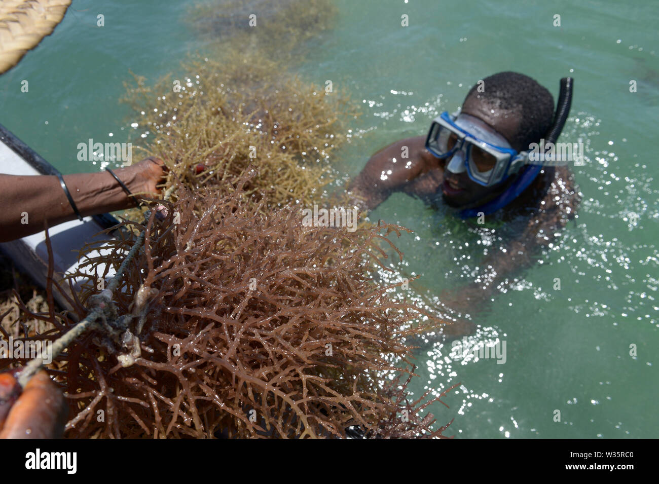 TANZANIA, Zanzibar, village Muungoni, due to climate change and rising water temperatures seaweed farmer have shifted to red algae farming in deep water, harvest of red algae Stock Photo