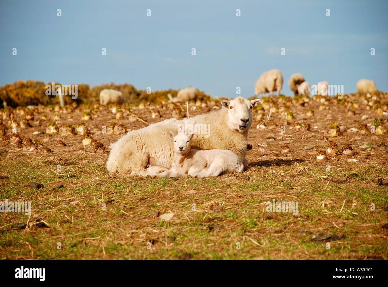 Mobileme hi-res stock photography and images - Alamy, image size:1300x960