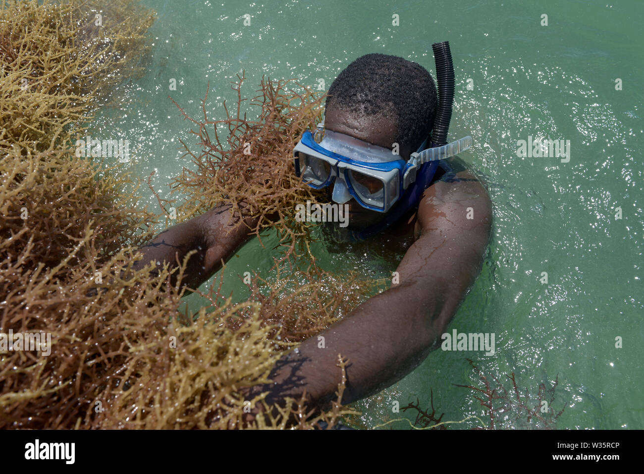 TANZANIA, Zanzibar, village Muungoni, due to climate change and rising water temperatures seaweed farmer have shifted to red algae farming in deep water, harvest of red algae Stock Photo