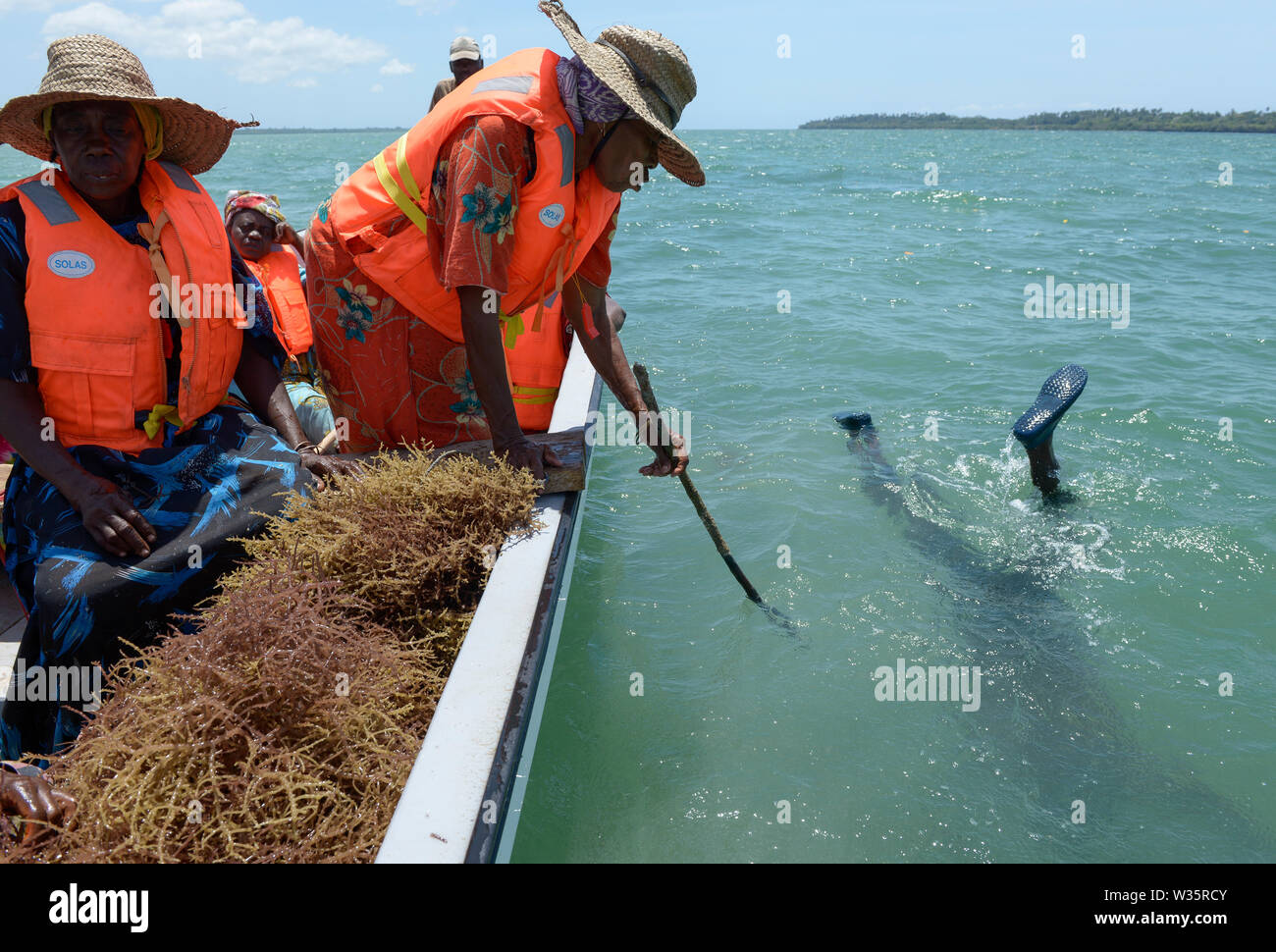 TANZANIA, Zanzibar, village Muungoni, due to climate change and rising water temperatures seaweed farmer have shifted to red algae farming in deep water, harvest of red algae Stock Photo