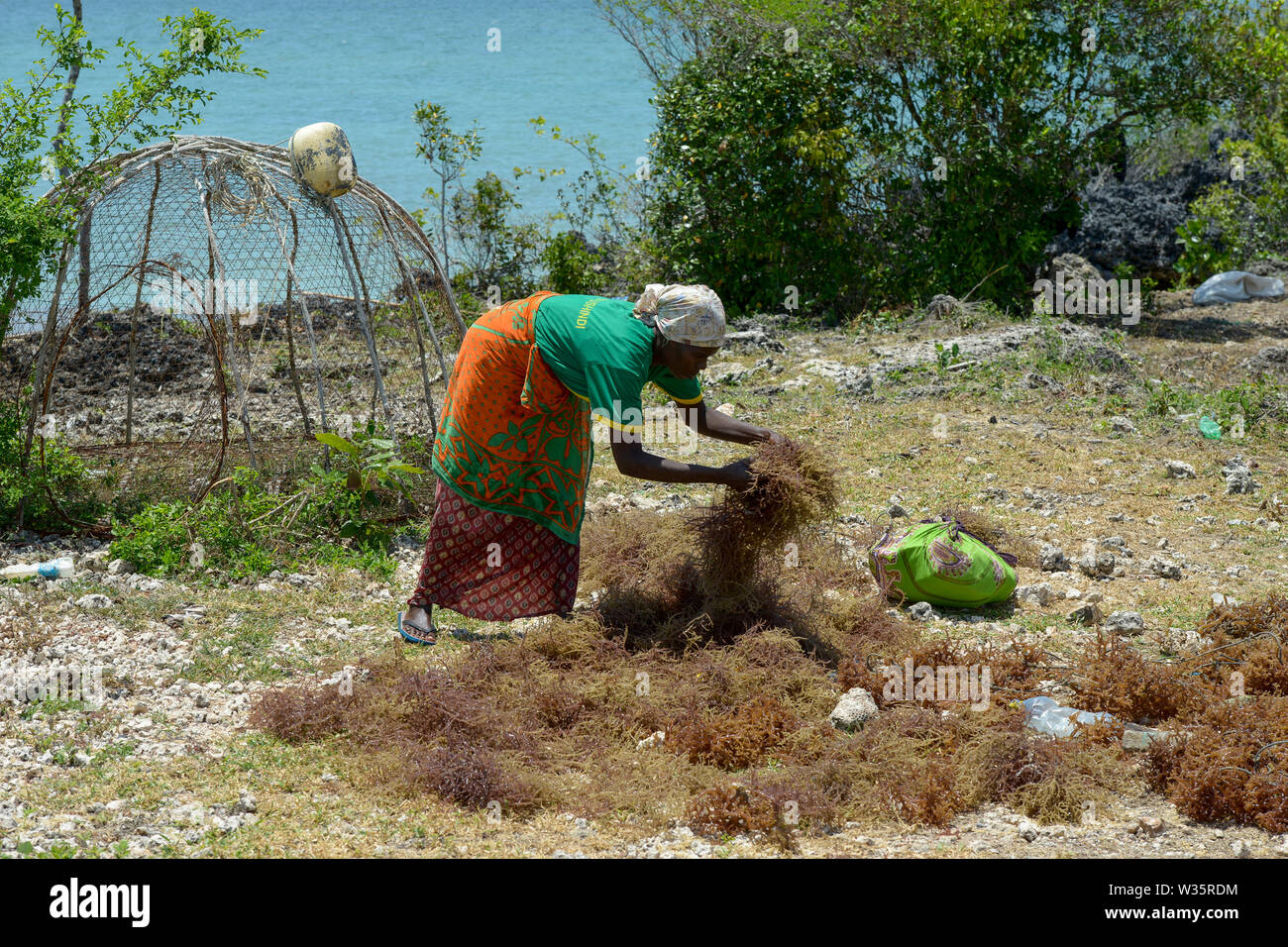 TANZANIA, Zanzibar, due to climate change and rising water temperatures seaweed farmer have shifted to plant red algae farming in deep water, woman drying harvested algae in the sun Stock Photo