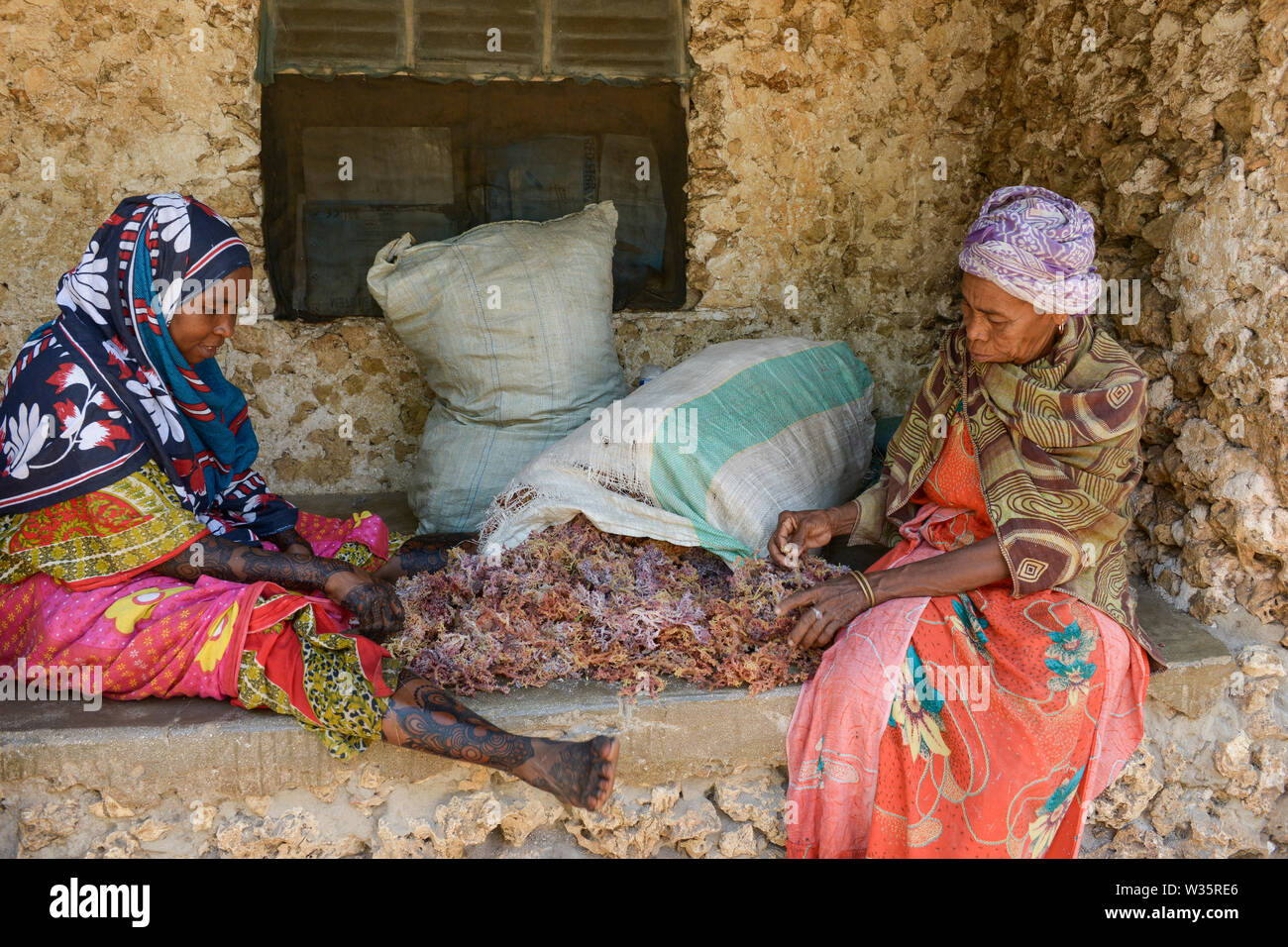 TANZANIA, Zanzibar, due to climate change and rising water temperatures seaweed farmer have shifted to plant red algae farming in deep water, woman at home with red algae stock Stock Photo
