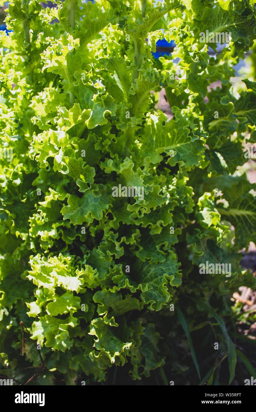 Very toll grown lettuce on the ground. Fresh native vegetable