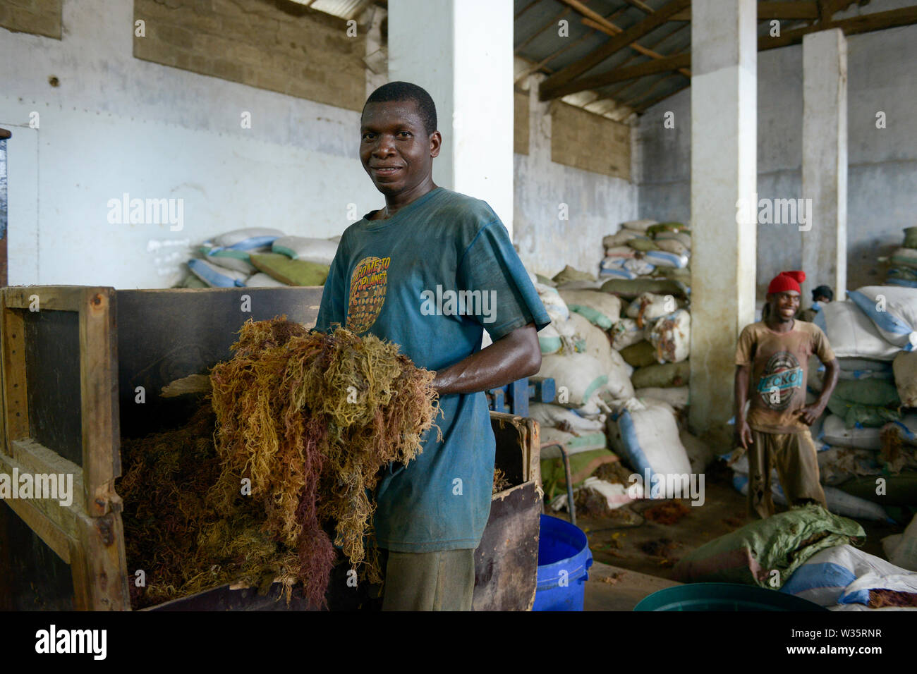 TANZANIA, Zanzibar, Stone town, packaging, storage and export of seaweed or red algae Stock Photo