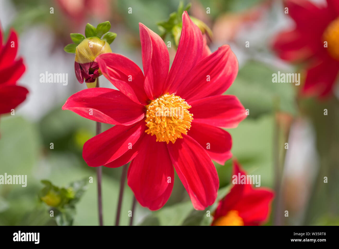 Red Dahlia flower in a garden. Stock Photo