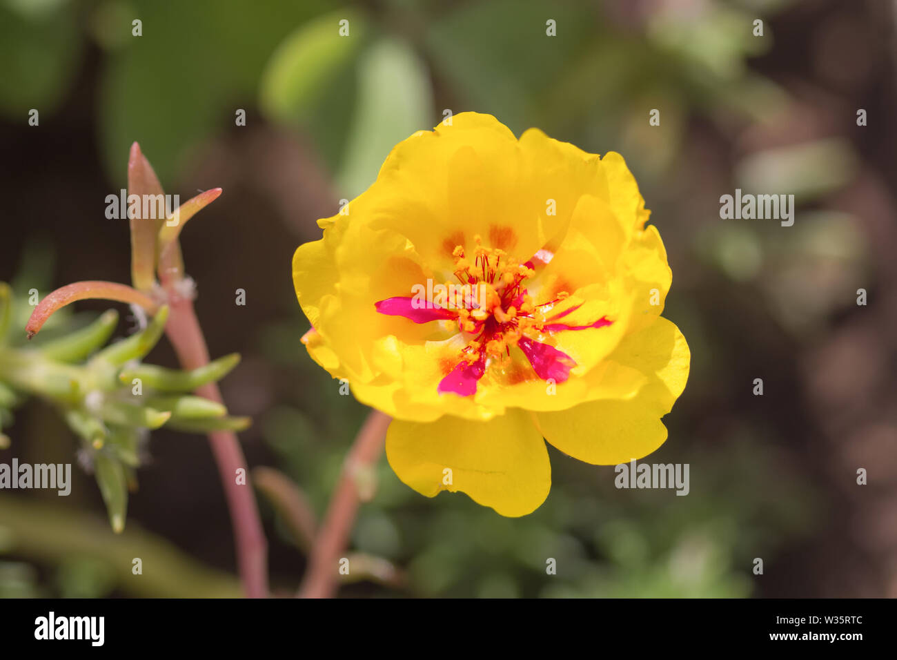 Flower Portulaca oleracea yellow. Floral background. Stock Photo