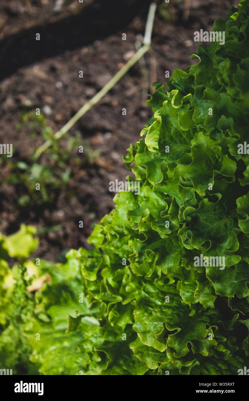 Very toll grown lettuce on the ground. Fresh native vegetable