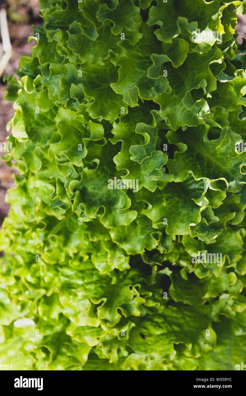 Very toll grown lettuce on the ground. Fresh native vegetable