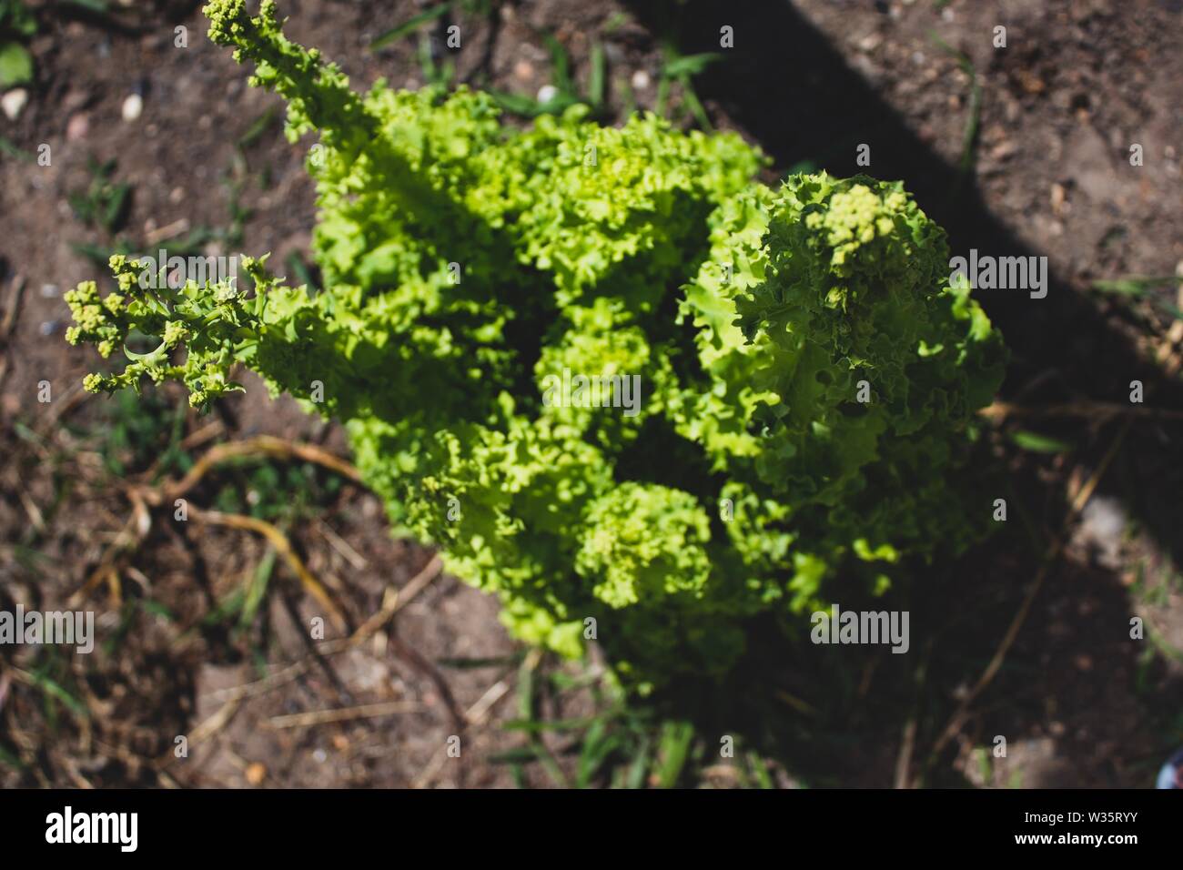 Very toll grown lettuce on the ground. Fresh native vegetable