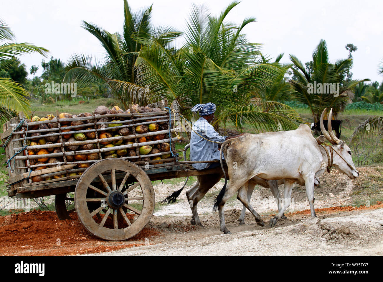Indian man on an old cart full of coconuts, Karnataka, India Stock Photo