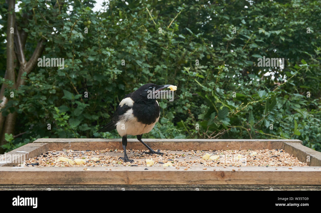 Magpie Pica pica on bird table. British Isles. Stock Photo