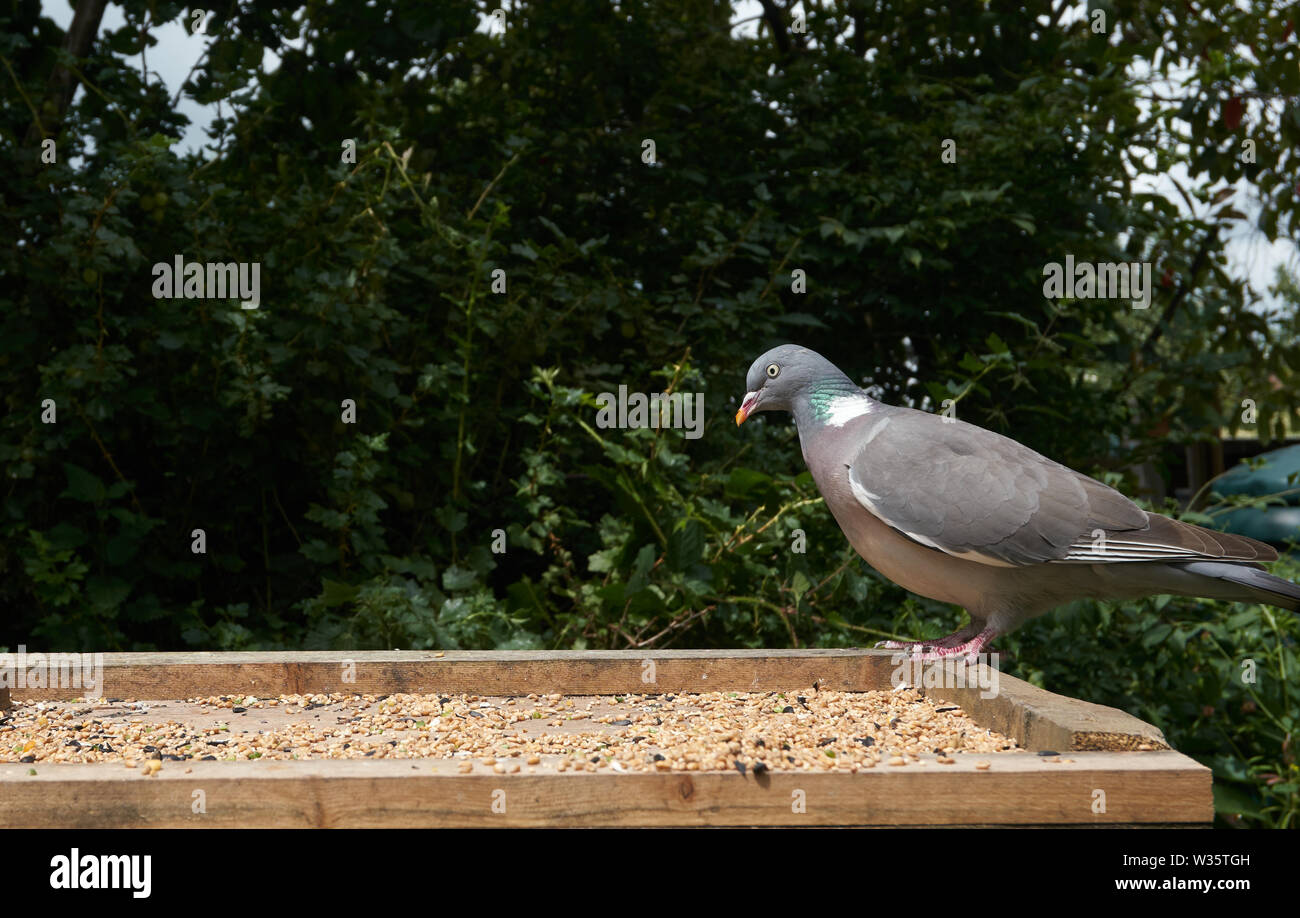 Wood Pigeon on bird table. British Islea Stock Photo