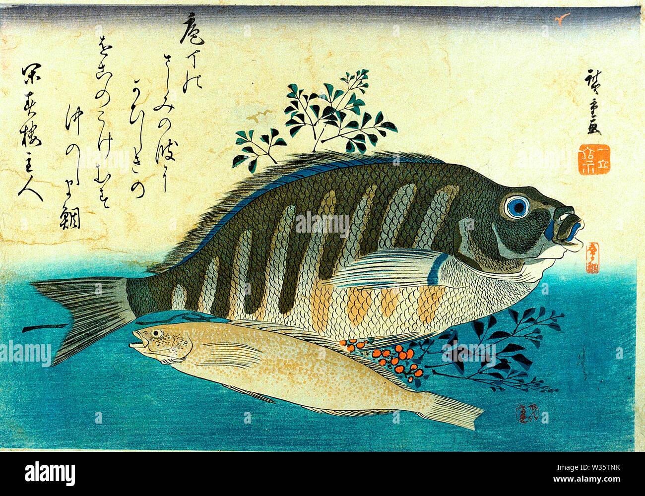 Ainame (Greenling), Shima-hata (Grouper) with bush clover or nandin Utagawa Hiroshige woodblock print from series Uozukushi (Every Variety of Fish) Stock Photo