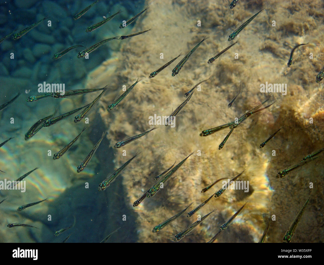 Small fishes on beach macro background wallpaper fine art prints Stock ...