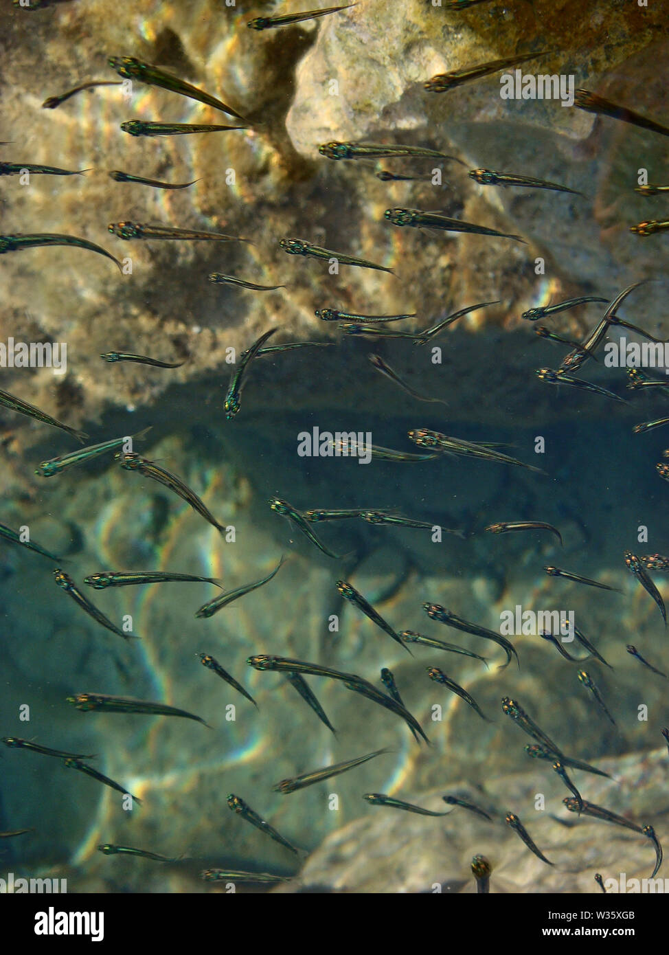 Small fishes on beach macro background wallpaper fine art prints Stock ...