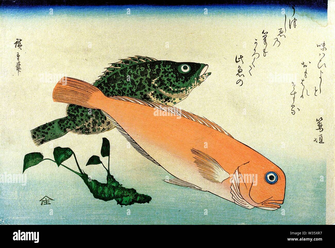 Oomon Hata Cod Shiro Amadai Amadai 甘鯛 Tilefish White Horsehead Utagawa Hiroshige Japanese Woodblock Print From Uozukushi Every Variety Of Fish Stock Photo Alamy