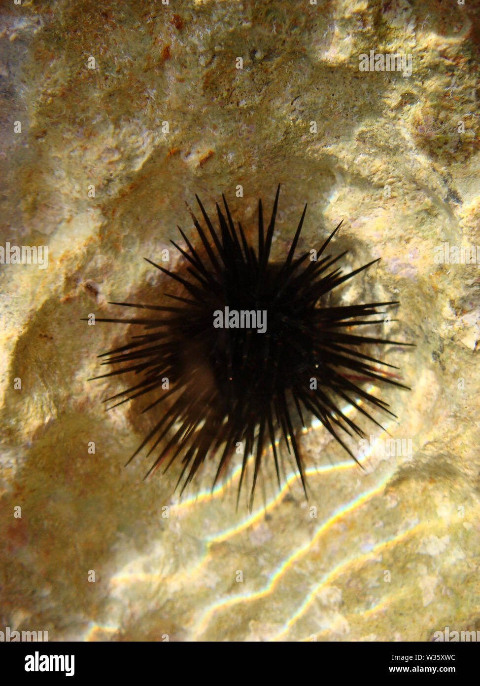 Sea urchin macro background fine art prints Stock Photo